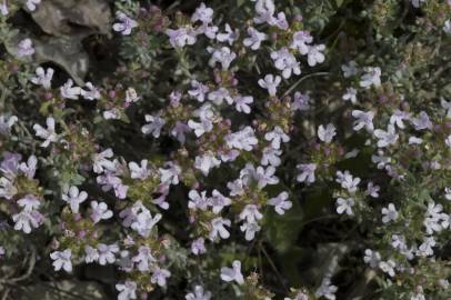 Fotografia da espécie Thymus vulgaris subesp. vulgaris