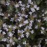 Fotografia 5 da espécie Thymus vulgaris subesp. vulgaris do Jardim Botânico UTAD