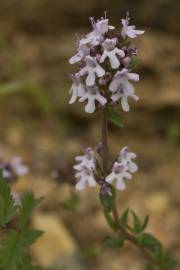 Fotografia da espécie Thymus vulgaris subesp. vulgaris