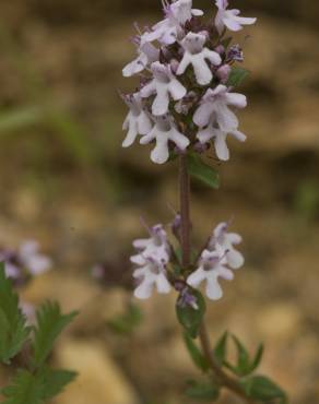 Fotografia 6 da espécie Thymus vulgaris subesp. vulgaris no Jardim Botânico UTAD