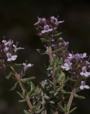 Fotografia 7 da espécie Thymus vulgaris subesp. vulgaris no Jardim Botânico UTAD