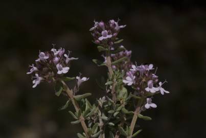 Fotografia da espécie Thymus vulgaris subesp. vulgaris