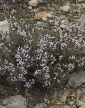 Fotografia 8 da espécie Thymus vulgaris subesp. vulgaris no Jardim Botânico UTAD