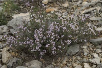 Fotografia da espécie Thymus vulgaris subesp. vulgaris