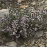 Fotografia 8 da espécie Thymus vulgaris subesp. vulgaris do Jardim Botânico UTAD