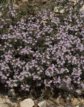 Fotografia 9 da espécie Thymus vulgaris subesp. vulgaris no Jardim Botânico UTAD