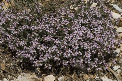 Fotografia da espécie Thymus vulgaris subesp. vulgaris