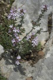 Fotografia da espécie Thymus vulgaris subesp. vulgaris