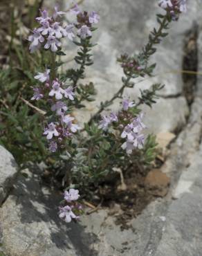 Fotografia 10 da espécie Thymus vulgaris subesp. vulgaris no Jardim Botânico UTAD