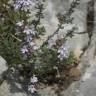 Fotografia 10 da espécie Thymus vulgaris subesp. vulgaris do Jardim Botânico UTAD
