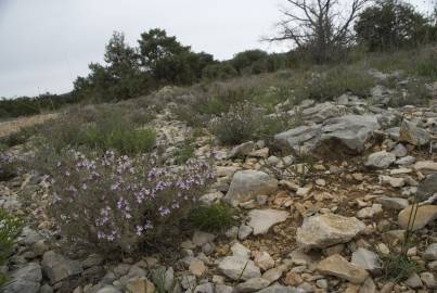 Fotografia da espécie Thymus vulgaris subesp. vulgaris