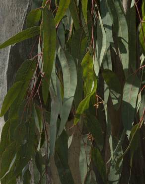 Fotografia 7 da espécie Eucalyptus globulus no Jardim Botânico UTAD