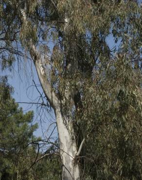 Fotografia 8 da espécie Eucalyptus globulus no Jardim Botânico UTAD