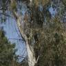 Fotografia 8 da espécie Eucalyptus globulus do Jardim Botânico UTAD