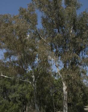 Fotografia 9 da espécie Eucalyptus globulus no Jardim Botânico UTAD