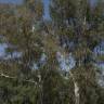 Fotografia 9 da espécie Eucalyptus globulus do Jardim Botânico UTAD