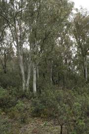 Fotografia da espécie Eucalyptus globulus