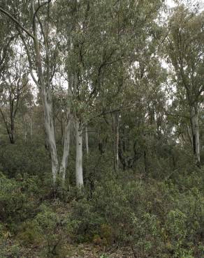 Fotografia 10 da espécie Eucalyptus globulus no Jardim Botânico UTAD
