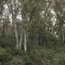 Fotografia 10 da espécie Eucalyptus globulus do Jardim Botânico UTAD