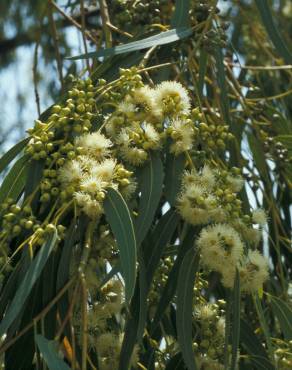 Fotografia 11 da espécie Eucalyptus globulus no Jardim Botânico UTAD