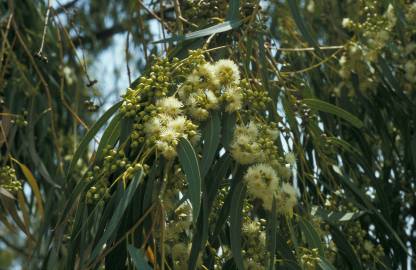 Fotografia da espécie Eucalyptus globulus