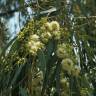 Fotografia 11 da espécie Eucalyptus globulus do Jardim Botânico UTAD