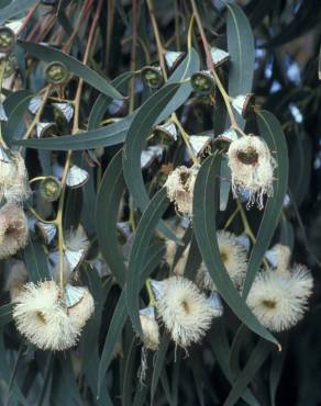 Fotografia 12 da espécie Eucalyptus globulus no Jardim Botânico UTAD