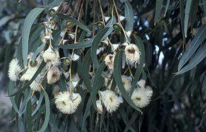 Fotografia da espécie Eucalyptus globulus