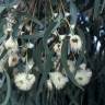 Fotografia 12 da espécie Eucalyptus globulus do Jardim Botânico UTAD