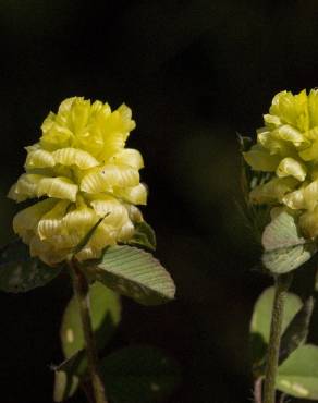 Fotografia 4 da espécie Trifolium campestre no Jardim Botânico UTAD