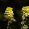 Fotografia 4 da espécie Trifolium campestre do Jardim Botânico UTAD