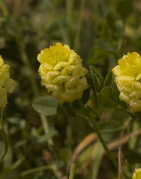 Fotografia 6 da espécie Trifolium campestre no Jardim Botânico UTAD