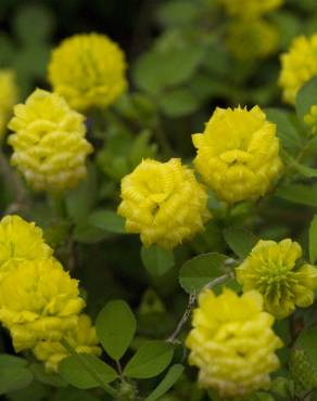 Fotografia 7 da espécie Trifolium campestre no Jardim Botânico UTAD