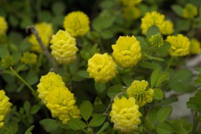 Fotografia da espécie Trifolium campestre