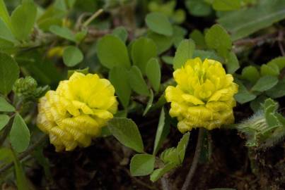 Fotografia da espécie Trifolium campestre