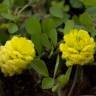 Fotografia 8 da espécie Trifolium campestre do Jardim Botânico UTAD