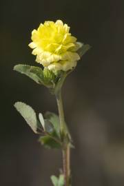 Fotografia da espécie Trifolium campestre