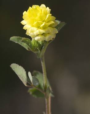 Fotografia 9 da espécie Trifolium campestre no Jardim Botânico UTAD