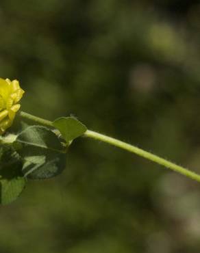 Fotografia 11 da espécie Trifolium campestre no Jardim Botânico UTAD