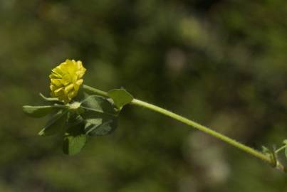 Fotografia da espécie Trifolium campestre