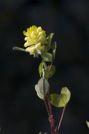 Fotografia da espécie Trifolium campestre