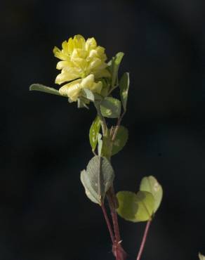 Fotografia 12 da espécie Trifolium campestre no Jardim Botânico UTAD