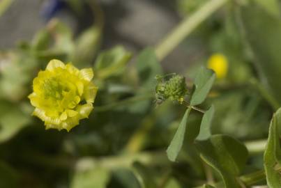 Fotografia da espécie Trifolium campestre