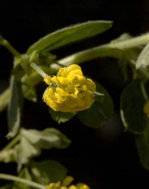 Fotografia 14 da espécie Trifolium campestre no Jardim Botânico UTAD