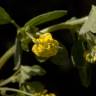 Fotografia 14 da espécie Trifolium campestre do Jardim Botânico UTAD