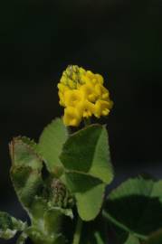 Fotografia da espécie Trifolium campestre