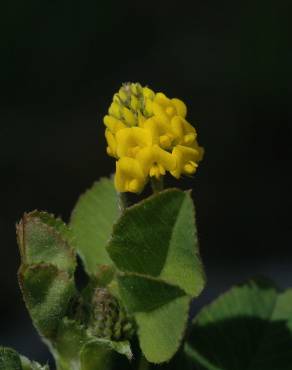 Fotografia 15 da espécie Trifolium campestre no Jardim Botânico UTAD