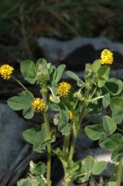 Fotografia da espécie Trifolium campestre