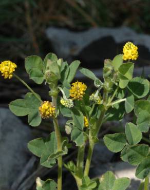 Fotografia 16 da espécie Trifolium campestre no Jardim Botânico UTAD