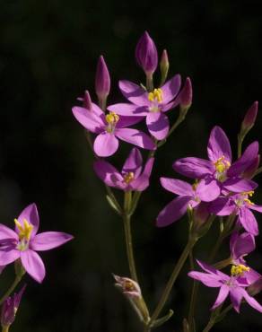Fotografia 5 da espécie Centaurium erythraea subesp. grandiflorum no Jardim Botânico UTAD